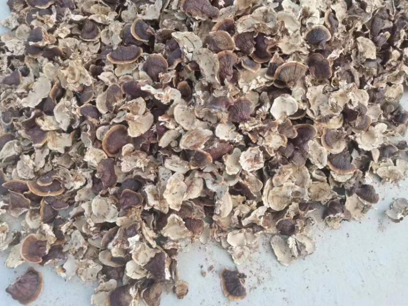 大金边灵芝2023新货香味十足