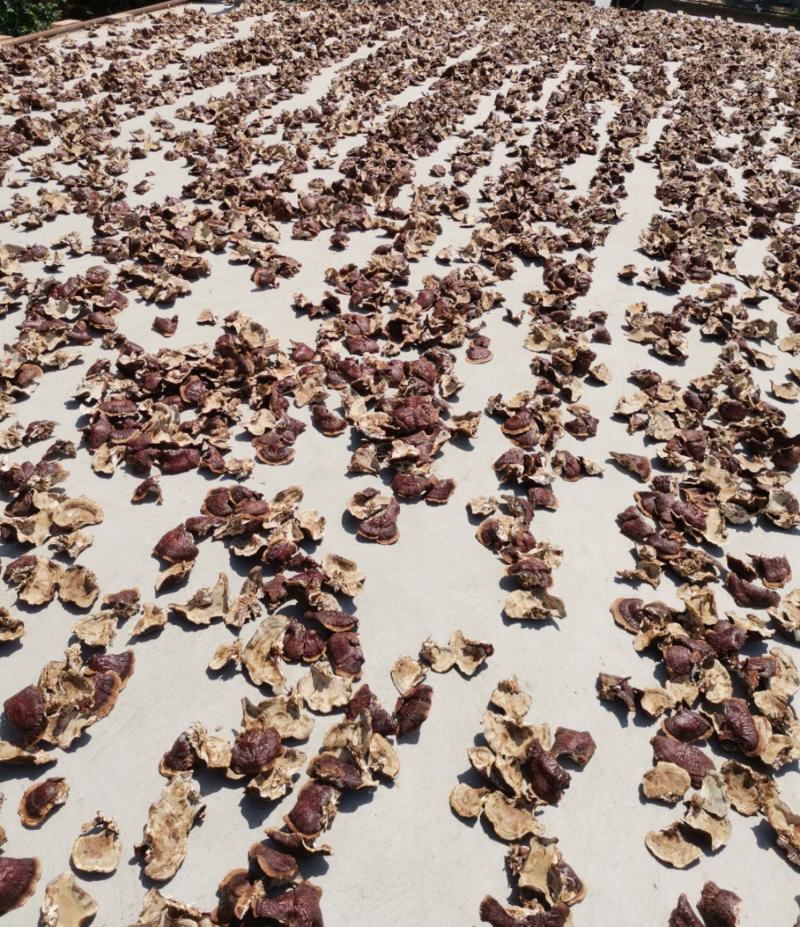 大金边灵芝2023新货香味十足