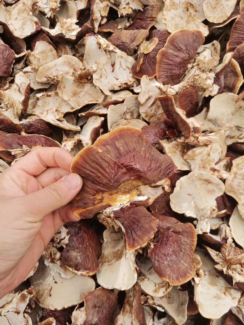 大金边灵芝2023新货香味十足