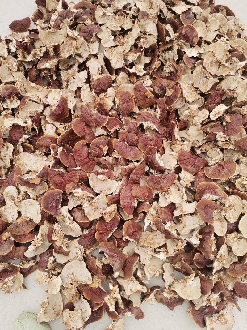 大金边灵芝2023新货香味十足