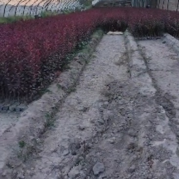 矮樱杯苗