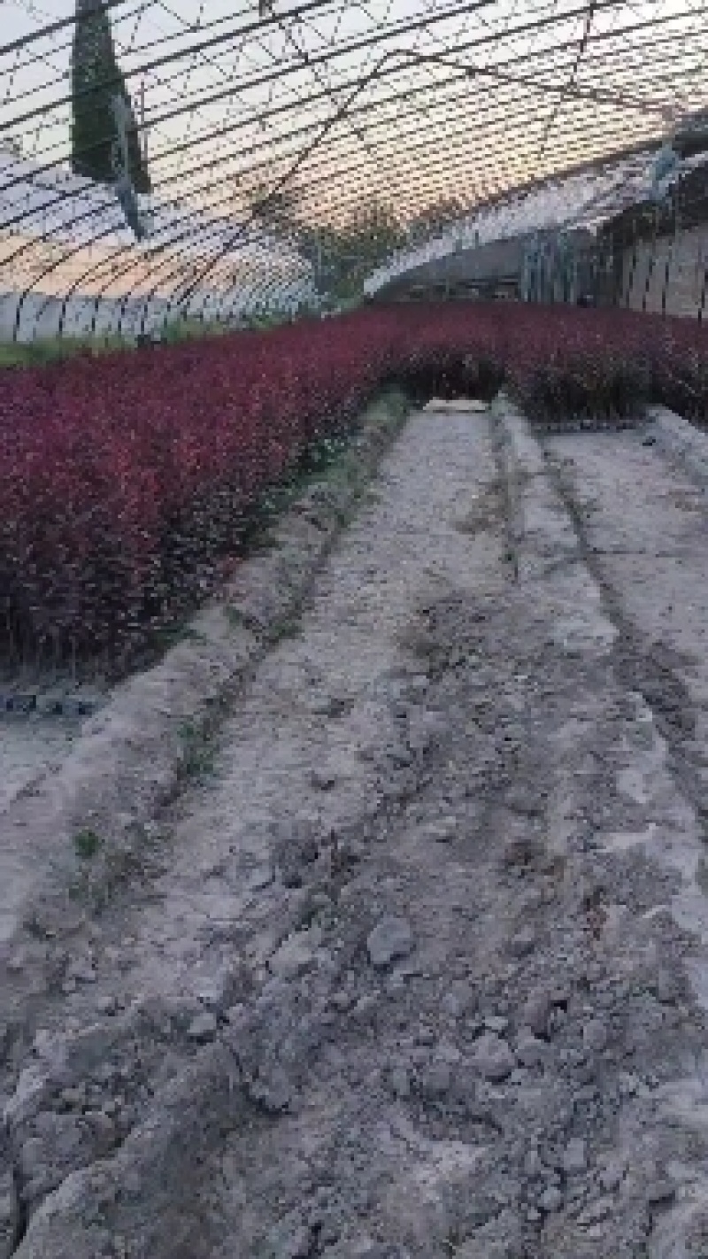 矮樱杯苗