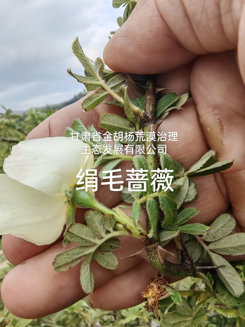 绢毛蔷薇