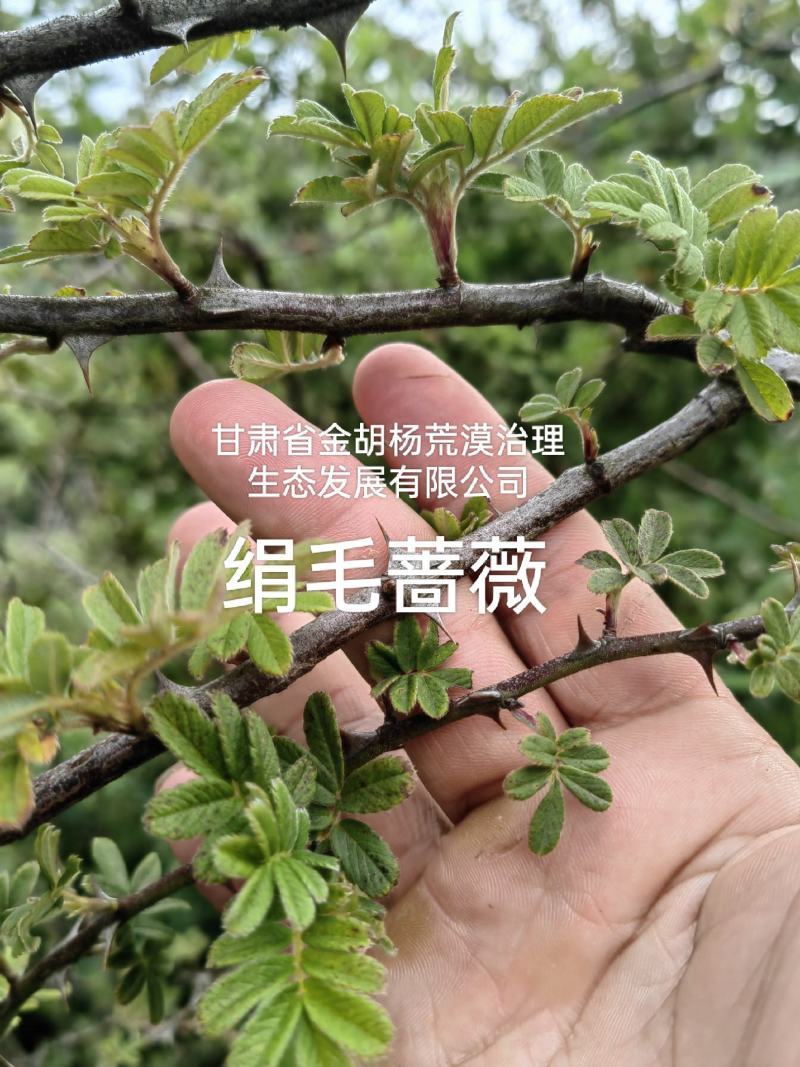 绢毛蔷薇
