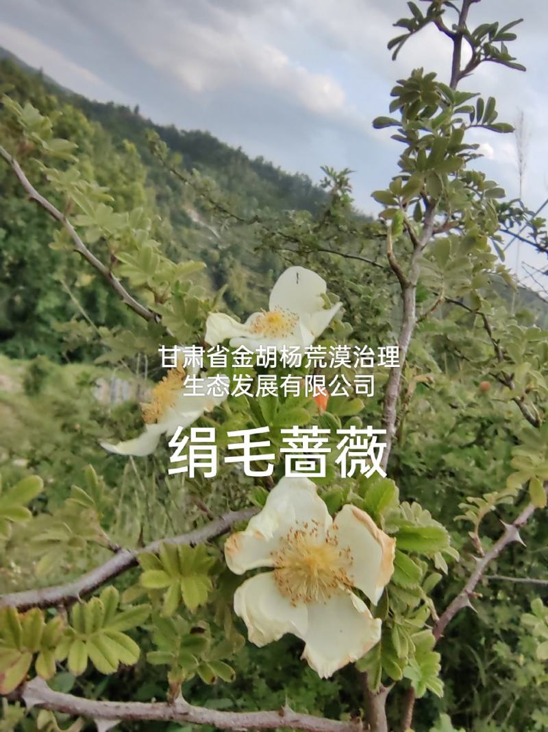 绢毛蔷薇