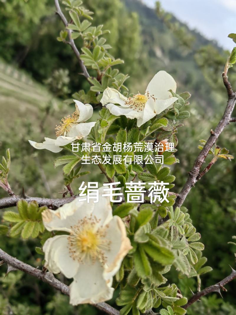 绢毛蔷薇
