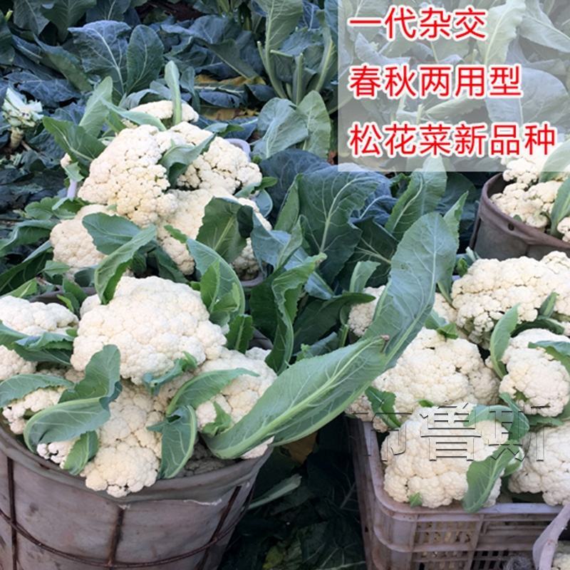 布鲁斯松花80花椰菜种子春秋两用75-80天松花菜种籽