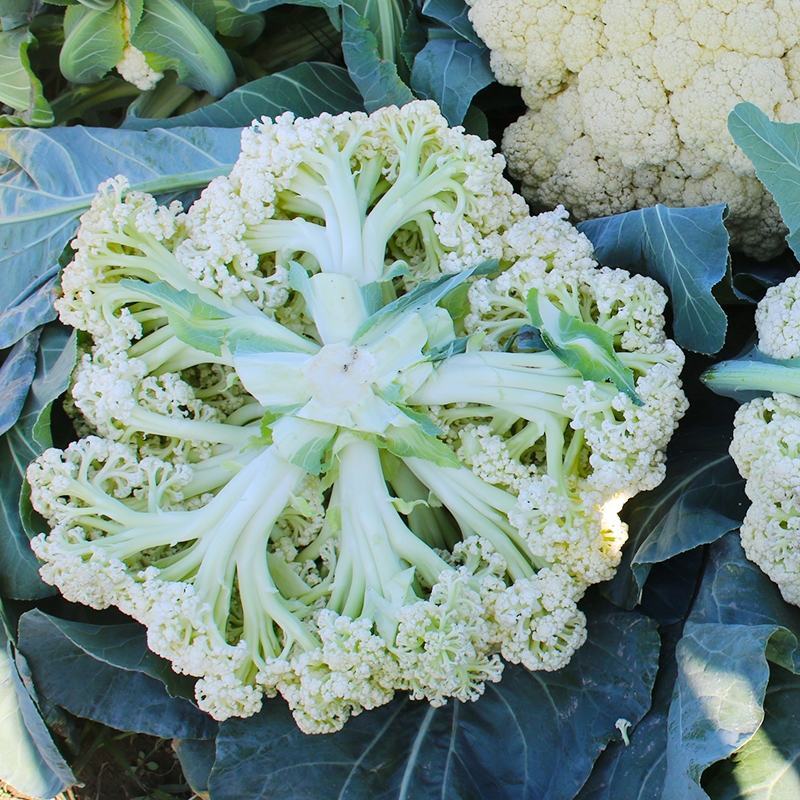 布鲁斯松花80花椰菜种子春秋两用75-80天松花菜种籽