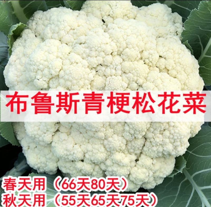 布鲁斯松花80花椰菜种子春秋两用75-80天松花菜种籽