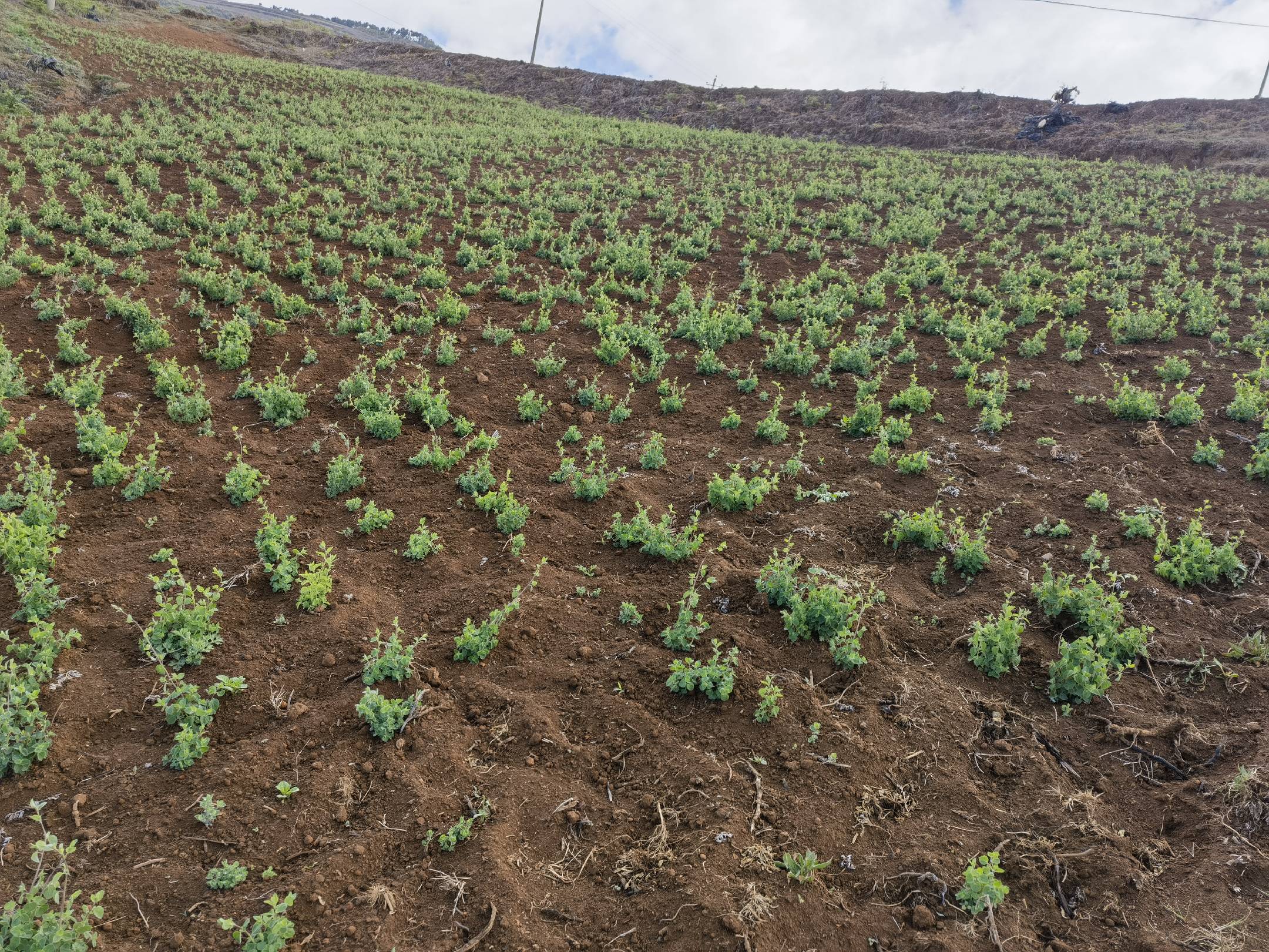 牛心甘蓝田间生长实景图