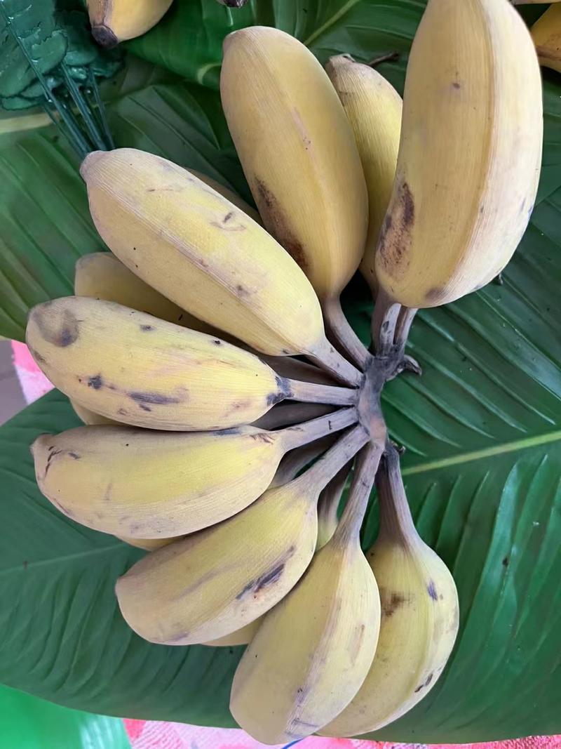 一件代发苹果蕉新鲜香蕉量当季产地发货欢迎采购