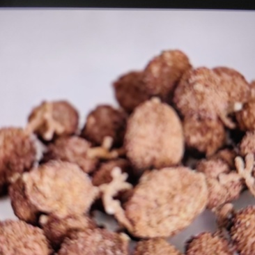 阳春砂仁