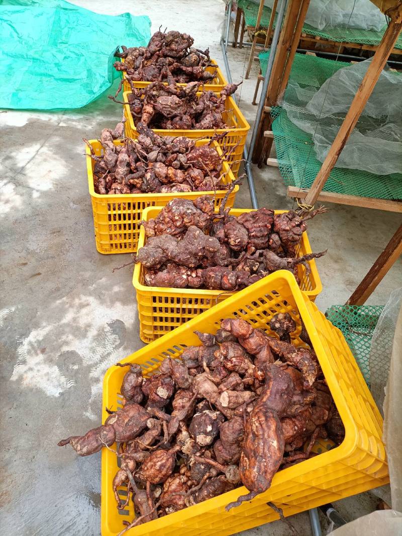 何首乌，一首货原，品质保证量大从优