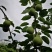 早熟酥脆4号