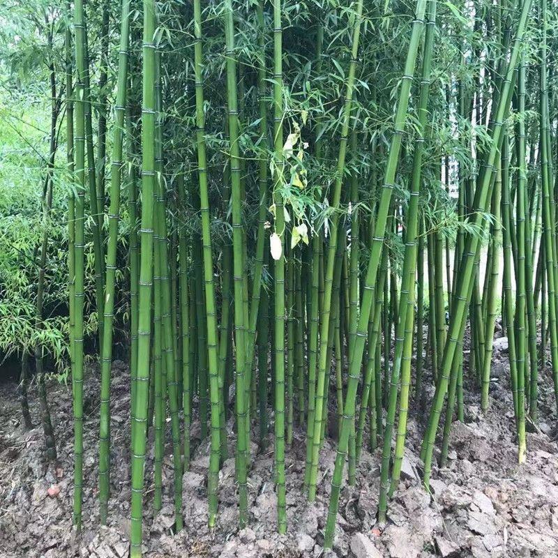 毛竹产地批发常年供应品质保证价格实惠一手货源