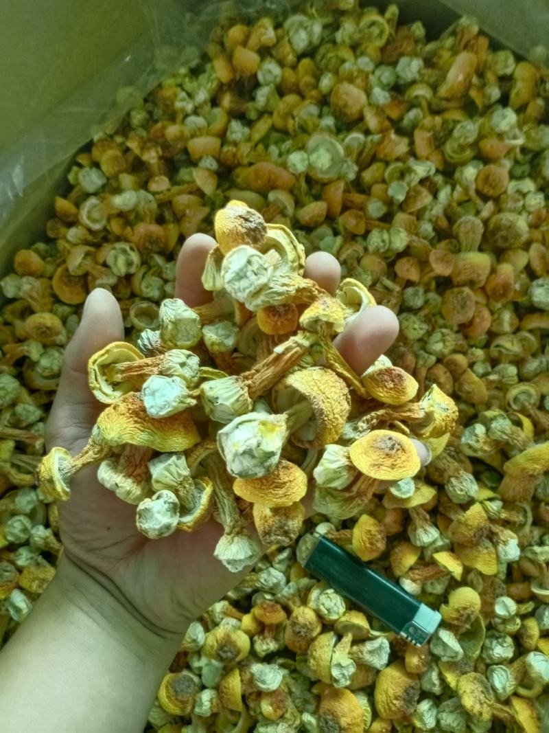 姬松茸手选精品菇，2023新货，产地一手，自产自销。