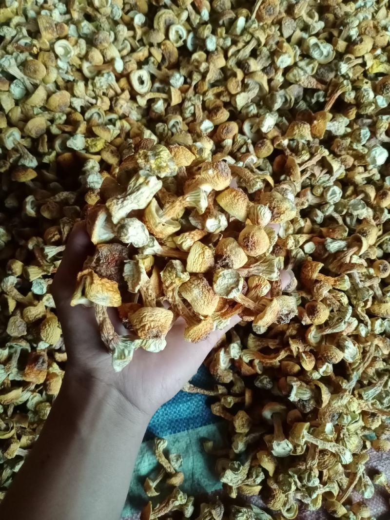 姬松茸手选精品菇，2023新货，产地一手，自产自销。