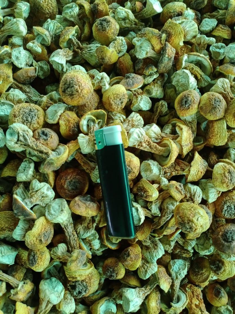 姬松茸手选精品菇，2023新货，产地一手，自产自销。