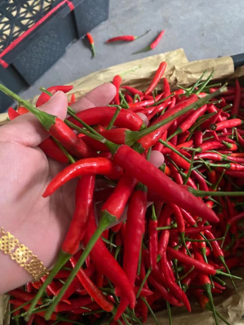 新鲜辣椒红米椒，朝天椒