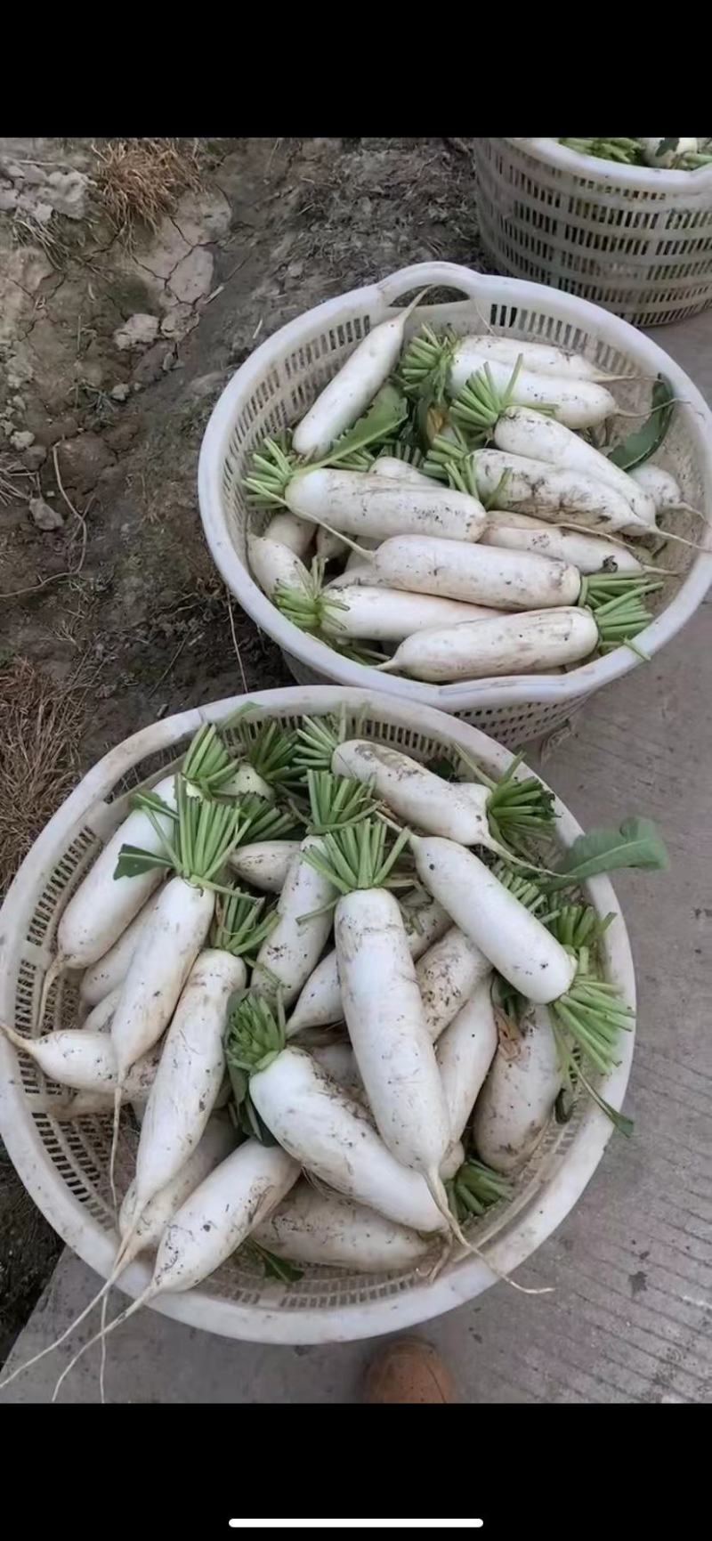 精品白萝卜自家基地种植现挖现发品质保证全国发货