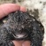 鳄龟