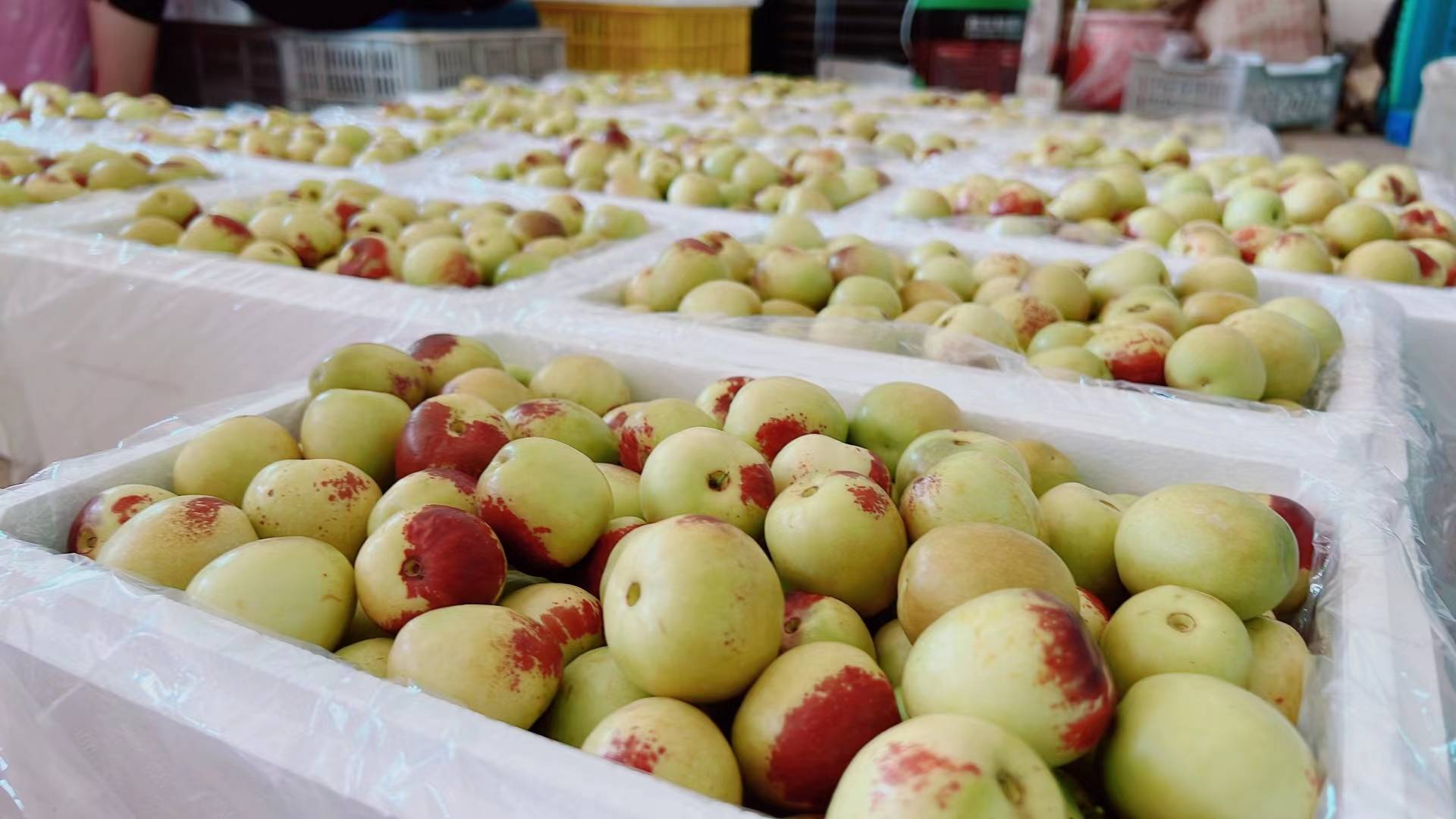 大荔县青枣种植基地航拍图
