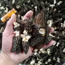 羊肚菌A级货肉厚