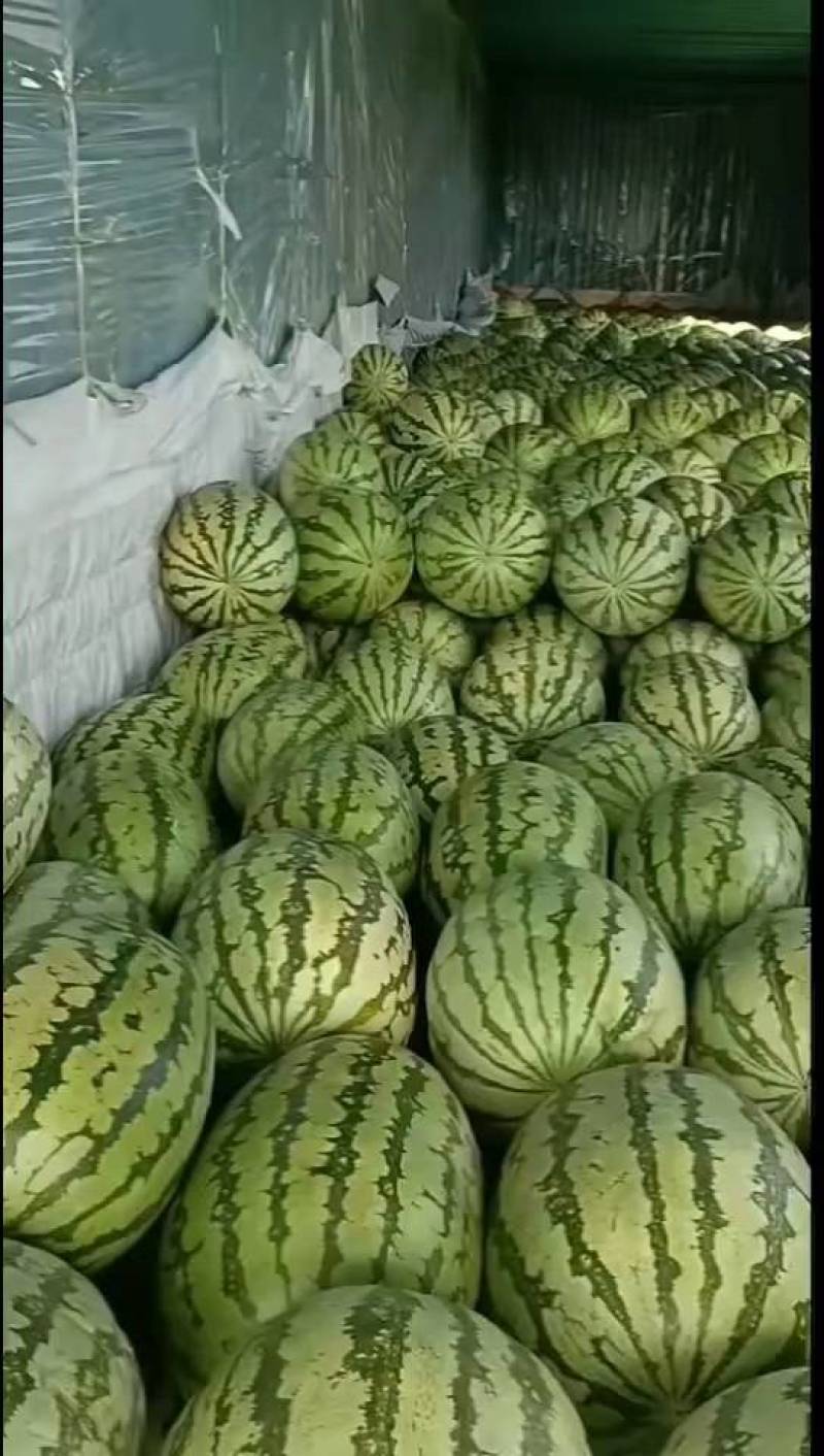 新疆吐鲁番金城5号供应各大市场大量有货可接送