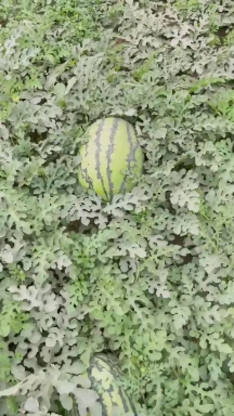 新疆吐鲁番金城5号供应各大市场大量有货可接送