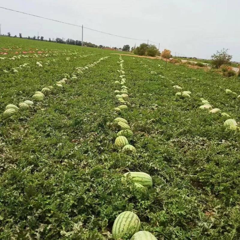 新疆吐鲁番金城5号供应各大市场大量有货可接送