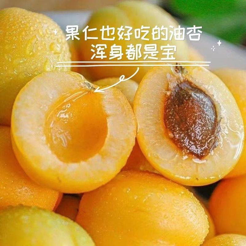 杏/油杏/山东沂蒙油杏/产地发货品质好需要的老板电仪