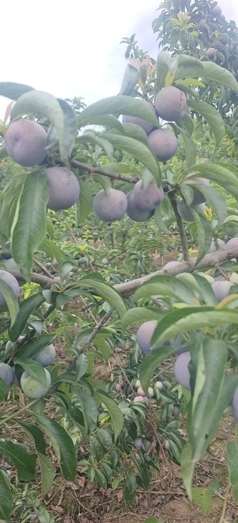 小脆红，脆红李，高山货，大量有货，对接市场货，电商货