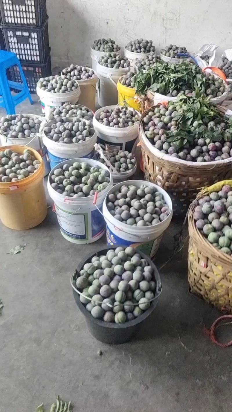 小脆红，脆红李，高山货，大量有货，对接市场货，电商货