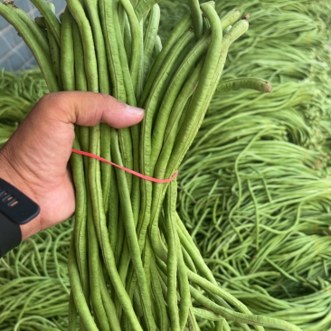湖北长豆角大量上市。