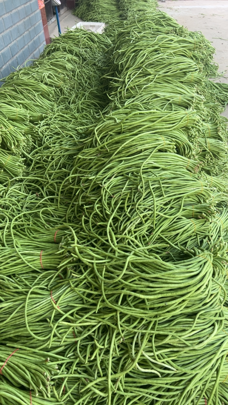 湖北长豆角大量上市。