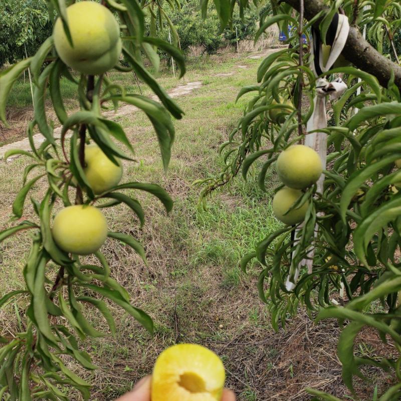 蜂糖李