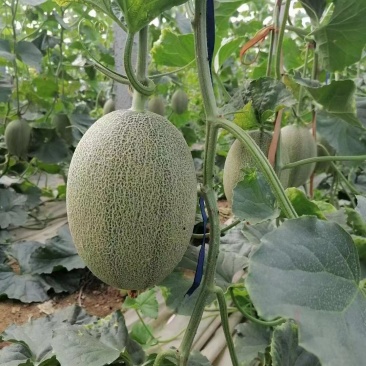 西州蜜