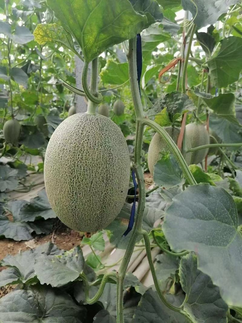 西州蜜
