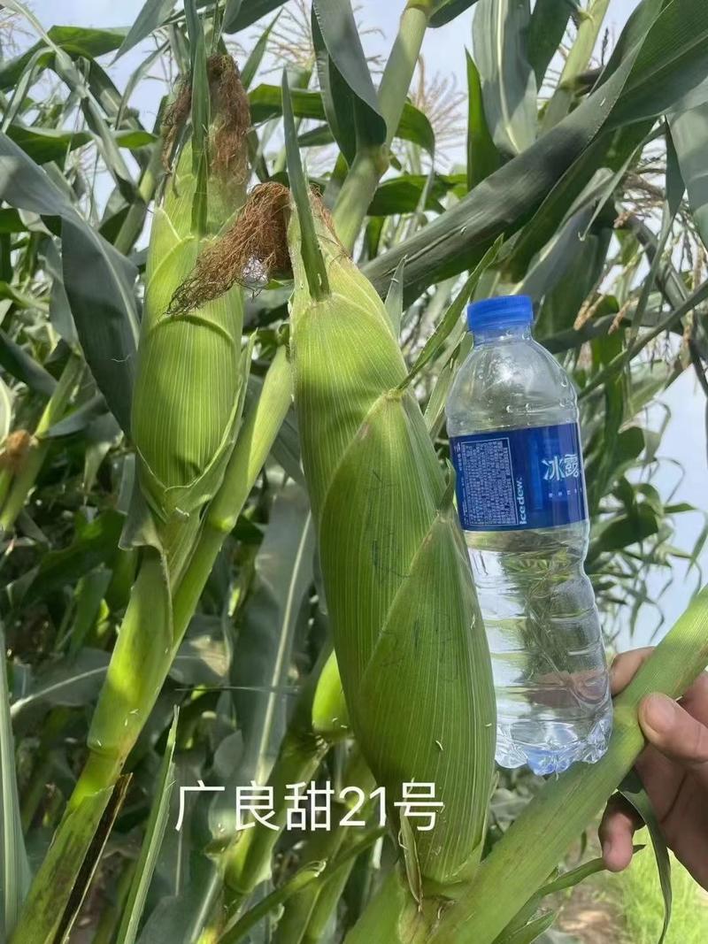 广良甜21号泰系甜玉米种子大穗高产不爆头不缺米不空棵