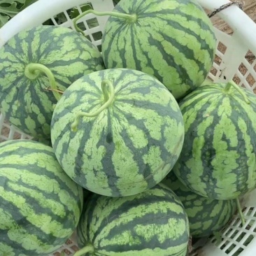 湖北嘉鱼西瓜佳秀西瓜美都西瓜！4K需要的联系
