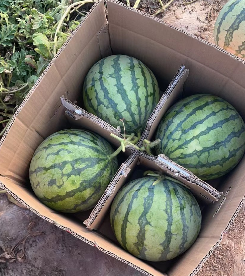 湖北嘉鱼西瓜佳秀西瓜美都西瓜！4K需要的联系