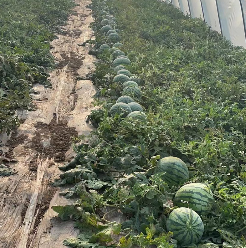 湖北嘉鱼西瓜佳秀西瓜美都西瓜！4K需要的联系