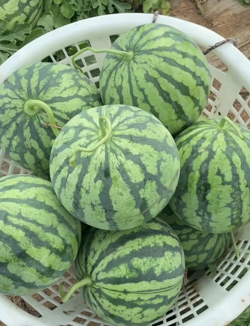 湖北嘉鱼西瓜佳秀西瓜美都西瓜！4K需要的联系