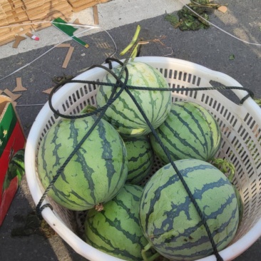 江苏盐城有麒麟8424大量供供