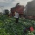 甘蓝高品质无虫眼