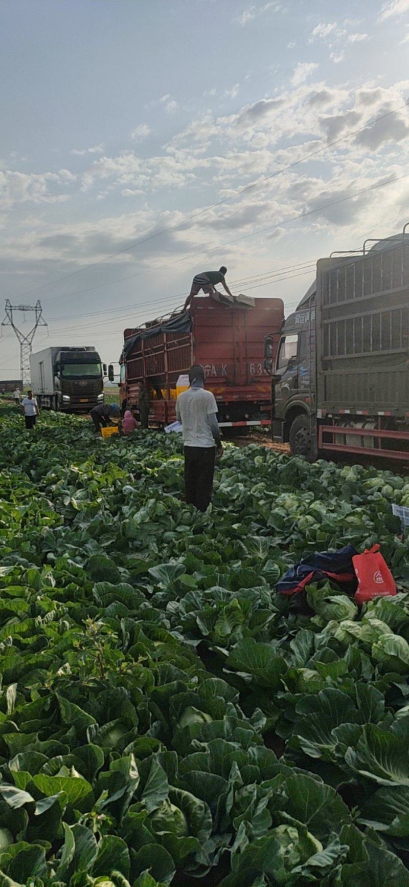 甘蓝高品质无虫眼
