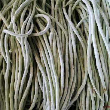 白豆角产地直发，长豆角，白豆角，湖北精品白豆角，基地直供