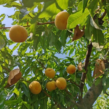 山东蒙阴蜜桃大量上市，欢迎全国各地客户前来采购。欢迎大家