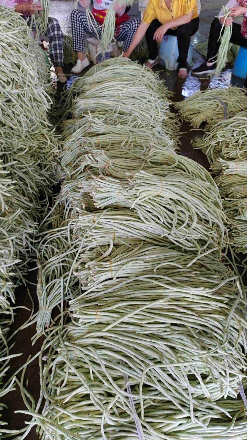 白豆角产地直发，长豆角，白豆角，湖北精品白豆角，基地直供