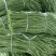 湖北长豆角大量上市品质保证一手货源量大从优
